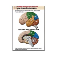 Рельефная таблица "Доли полушарий головного мозга" - «globural.ru» - Чапаевск