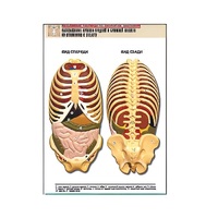Рельефная таблица "Расположение органов грудной и брюшной полостей по отношению к скелету"(формат А1, лам.) - «globural.ru» - Чапаевск