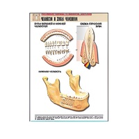 Рельефная таблица "Челюсти и зубы человека" (формат А1, матовое ламинир.) - «globural.ru» - Чапаевск