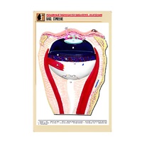 Рельефная таблица "Глаз. Строение" (формат А1, матовое ламинир.) - «globural.ru» - Чапаевск