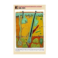 Рельефная таблица "Кожа. Разрез" (формат А1, матовое ламинир.) - «globural.ru» - Чапаевск