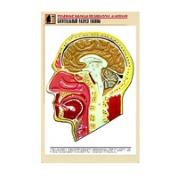 Рельефная таблица "Сагиттальный разрез головы" (формат А1, матовое ламинир.) - «globural.ru» - Чапаевск