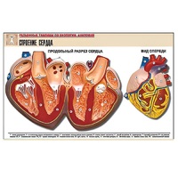 Рельефная таблица "Строение сердца" (формат А1, матовое ламинир.) - «globural.ru» - Чапаевск