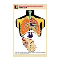 Рельефная таблица "Строение легких" (формат А1, матовое ламинир.) - «globural.ru» - Чапаевск