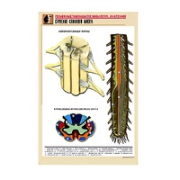 Рельефная таблица "Строение спинного мозга " (формат А1, матовое ламинир.) - «globural.ru» - Чапаевск