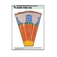 Рельефная таблица "Клеточное строение стебля" (формат А1, матовое ламинир.) - «globural.ru» - Чапаевск