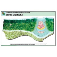 Рельефная таблица "Клеточное строение листа" (формат А1, матовое ламинир.) - «globural.ru» - Чапаевск