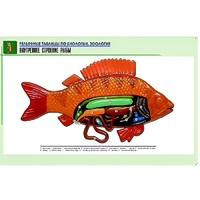 Рельефная таблица "Внутреннее строение рыбы" (формат А1, матовое ламинир.) - «globural.ru» - Чапаевск