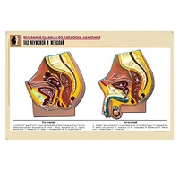 Рельефная таблица "Таз мужской и женский" (формат А1, матовое ламинир.) - «globural.ru» - Чапаевск