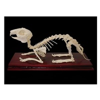 Скелет кролика - «globural.ru» - Чапаевск