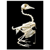 Скелет голубя - «globural.ru» - Чапаевск