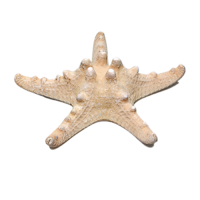 Сухой препарат "Звезда морская" (вариант 2) - «globural.ru» - Чапаевск