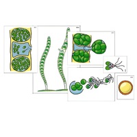 Модель-аппликация "Размножение многоклеточной водоросли" (ламинированная) - «globural.ru» - Чапаевск