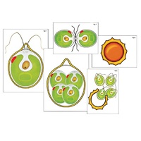 Модель-аппликация "Размножение одноклеточной водоросли" (ламинированная) - «globural.ru» - Чапаевск