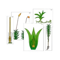 Модель-аппликация "Размножение мха" (ламинированная) - «globural.ru» - Чапаевск