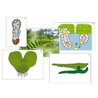 Модель-аппликация "Размножение папоротника" (ламинированная) - «globural.ru» - Чапаевск