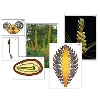 Модель-аппликация "Размножение сосны" (ламинированная) - «globural.ru» - Чапаевск