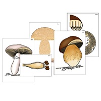 Модель-аппликация "Размножение шляпочного гриба" (ламинированная) - «globural.ru» - Чапаевск