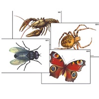 Модель-аппликация "Разнообразие беспозвоночных" (ламинированная) - «globural.ru» - Чапаевск
