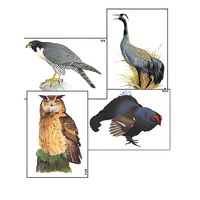 Модель-аппликация "Разнообразие высших хордовых 1. Пресмыкающиеся и птицы" (ламинированная) - «globural.ru» - Чапаевск