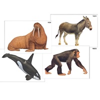 Модель-аппликация "Разнообразие высших хордовых 2. Млекопитающие" (ламинированная) - «globural.ru» - Чапаевск