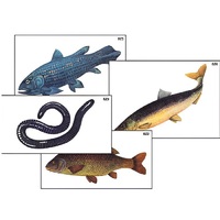 Модель-аппликация "Разнообразие низших и высших хордовых" (ламинированная) - «globural.ru» - Чапаевск