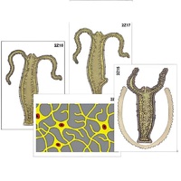 Модель-аппликация "Строение и размножение гидры" (ламинированная) - «globural.ru» - Чапаевск