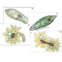 Модель-аппликация "Строение и разнообразие простейших" (ламинированная) - «globural.ru» - Чапаевск