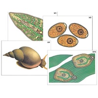 Модель-аппликация "Циклы развития печеночного сосальщика и бычьего цепня" (ламинированная) - «globural.ru» - Чапаевск