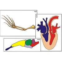 Модель-аппликация "Эволюция важнейших систем органов позвоночных" (ламинированная) - «globural.ru» - Чапаевск