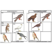 Комплект дидактических карточек: "Систематика и экология птиц" (95 штук, цвет., лам.) - «globural.ru» - Чапаевск