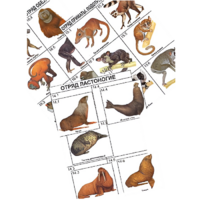 Комплект дидактических карточек: "Систематика и экология млекопитающих" (96 штук, цвет., лам.) - «globural.ru» - Чапаевск