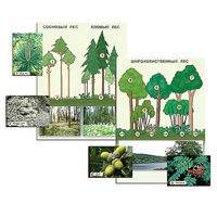 Гербарий фотографический "Растительные сообщества. Лес" (раздаточный) - «globural.ru» - Чапаевск