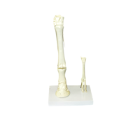 Модель "Скелет конечностей лошади и овцы" (на подставке) - «globural.ru» - Чапаевск