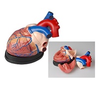 Модель сердца в разрезе (демонстрационная) - «globural.ru» - Чапаевск