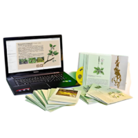 Гербарий натурально-интерактивный "Дикорастущие растения" - «globural.ru» - Чапаевск