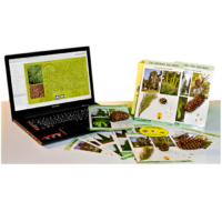 Коллекция натурально-интерактивная "Голосеменные растения" - «globural.ru» - Чапаевск