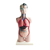 Торс человека разборный - «globural.ru» - Чапаевск