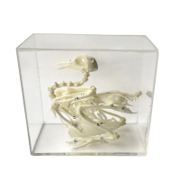 Комплект скелетов различных классов животных - «globural.ru» - Чапаевск