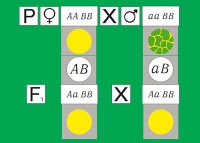 Модель-аппликация Дигибридное скрещивание. Законы Менделя. (набор из 84 карт) - «globural.ru» - Чапаевск
