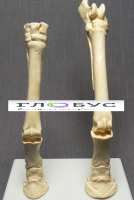 Скелет конечности лошади (передняя и задняя) на подставке - «globural.ru» - Чапаевск