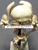 Модель "Кости черепа" (смонтированный на одной подставке) - «globural.ru» - Чапаевск