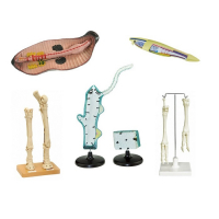 Комплект зоологических моделей демонстрационный - «globural.ru» - Чапаевск