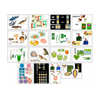 Комплект моделей-аппликаций демонстрационный - «globural.ru» - Чапаевск