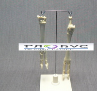 Скелет конечности овцы (передняя и задняя) на подставке - «globural.ru» - Чапаевск