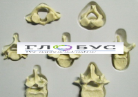 Модель Позвонки человека 7 штук - «globural.ru» - Чапаевск