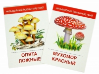 Раздаточные карточки "Грибы съедобные и не съедобные" - «globural.ru» - Чапаевск