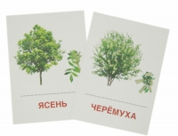 Раздаточные карточки "Деревья и кустарники" - «globural.ru» - Чапаевск