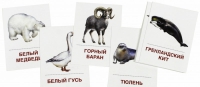 Раздаточные карточки "Животные холодных широт" - «globural.ru» - Чапаевск