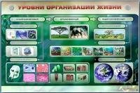 Электрифицированный стенд "Уровни организации жизни" - «globural.ru» - Чапаевск